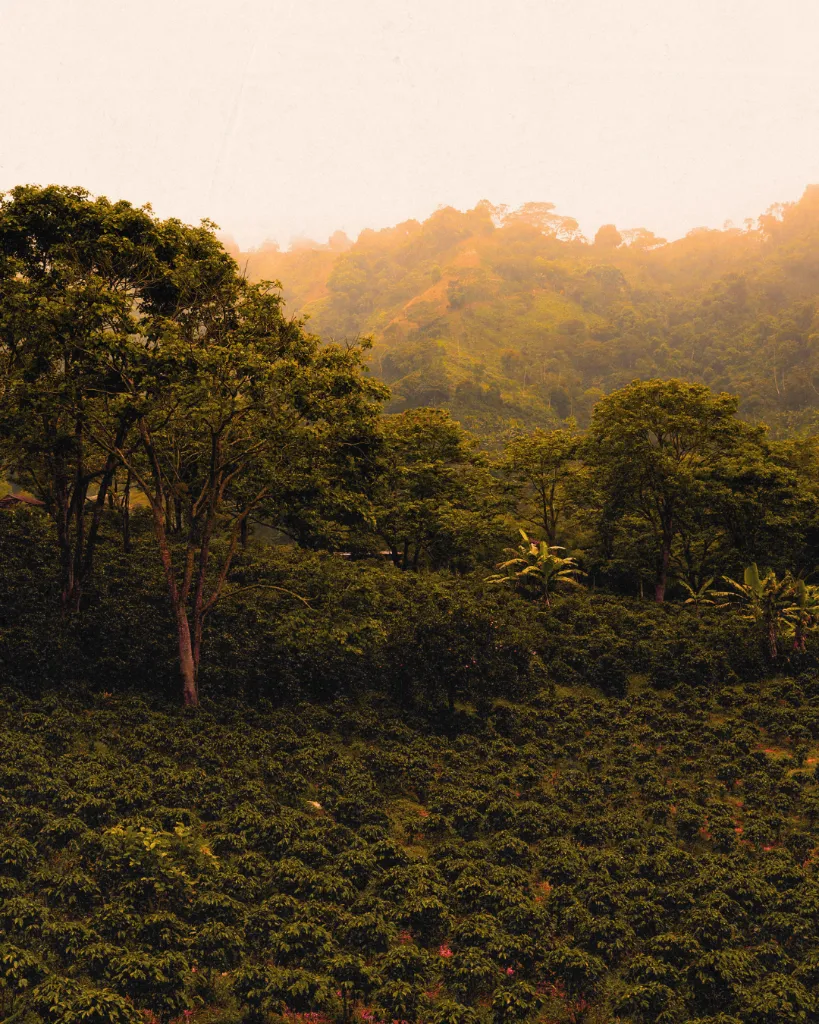 Post IG Finca.shop  (22).webp